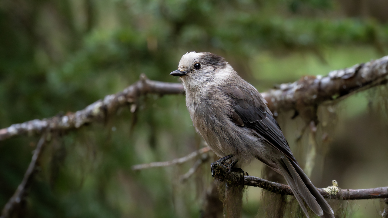 canada jay