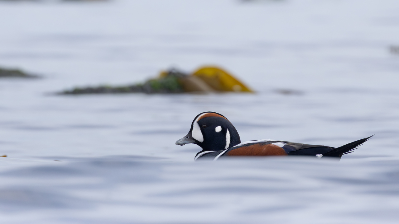 harlequin duck