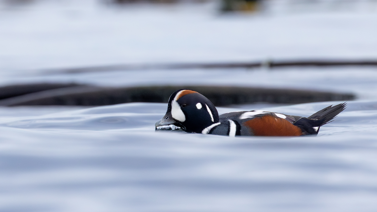harlequin duck