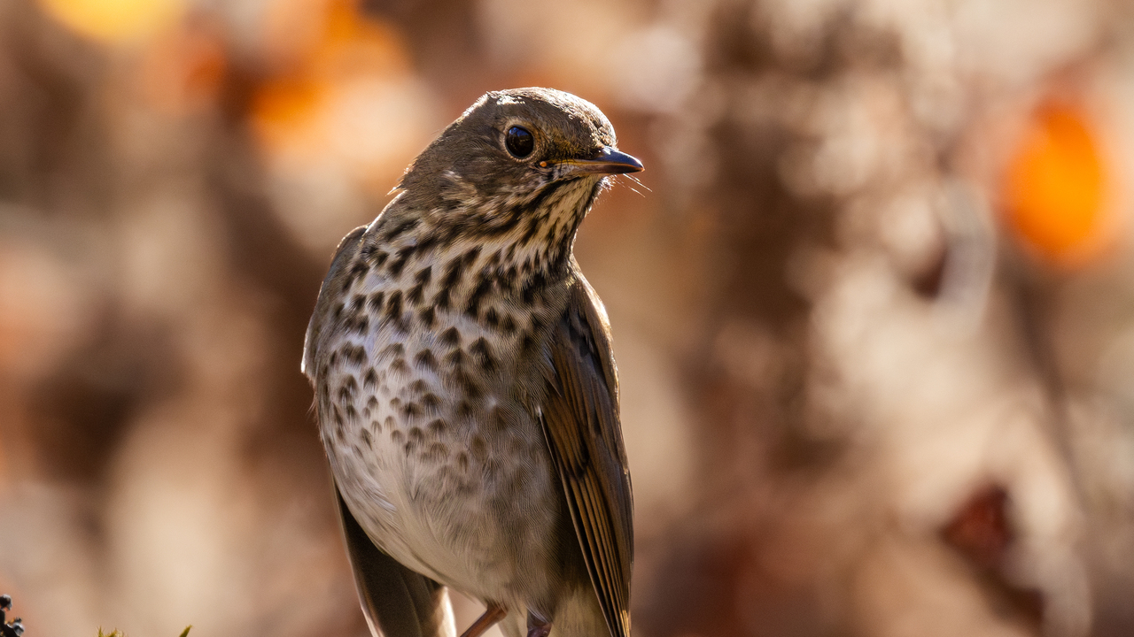 hermit thrush