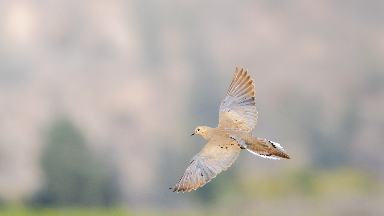 mourning dove