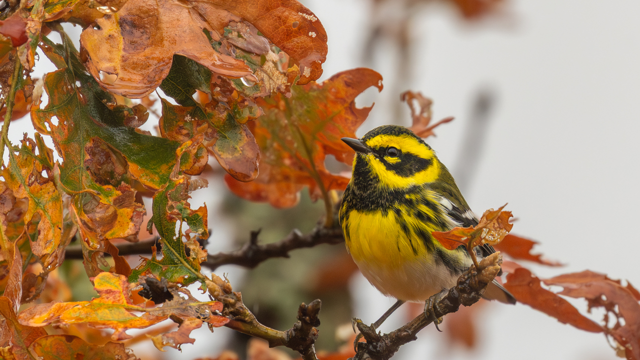townsend's warbler in a Garry oak