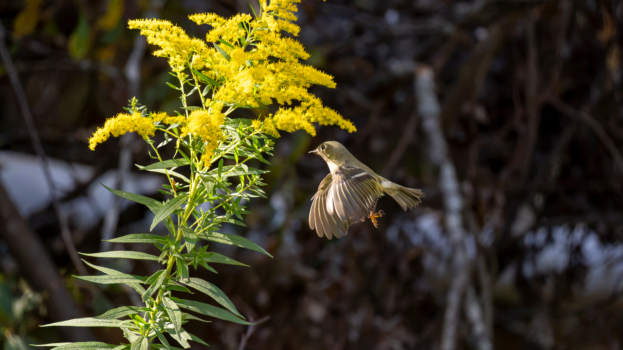 The Flight of the Kinglet