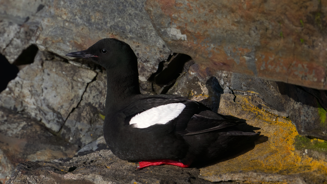 Black Guillemot / Guillemot à miroir