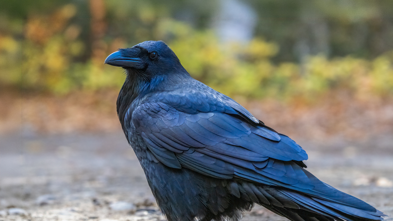 Raven in fall colors