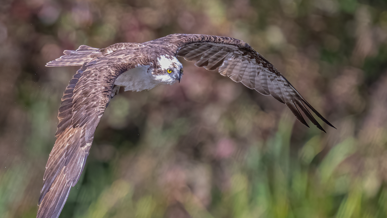 Osprey in Fall colors