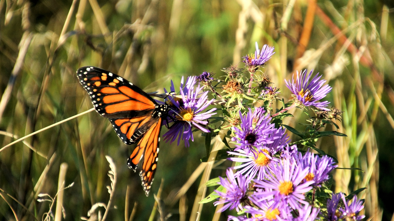 Sandbanks Monarch