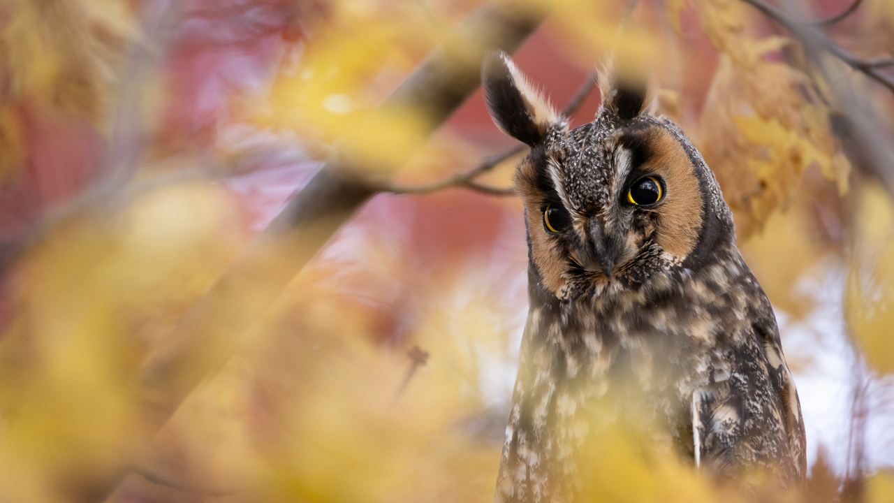 The Leaves Have Eyes