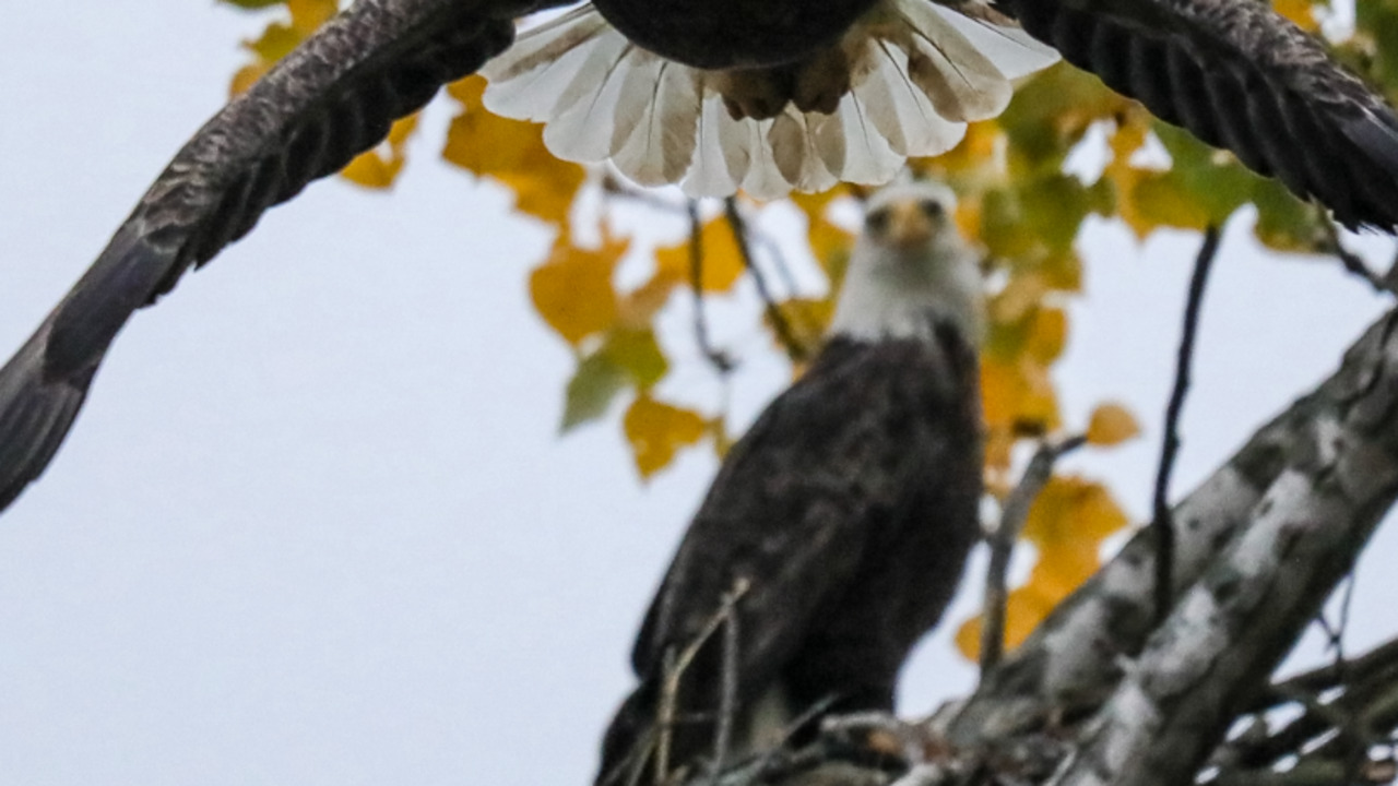 Bald eagle