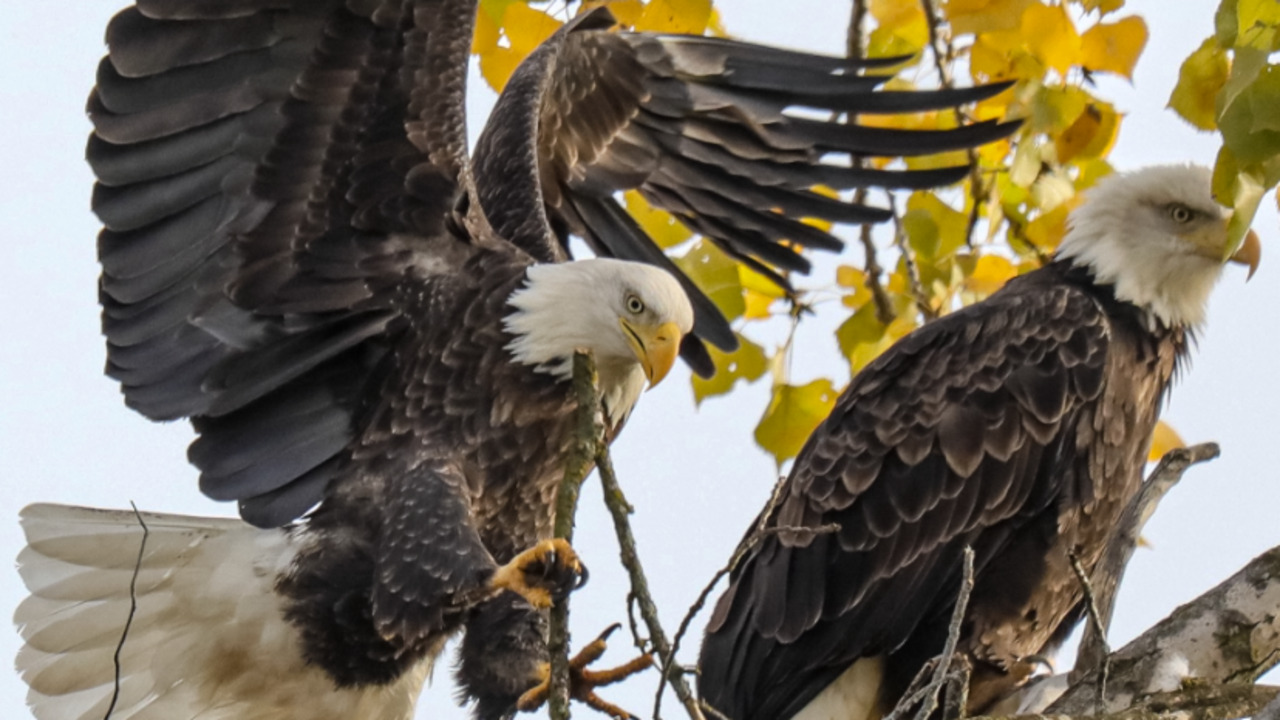 Bald eagle