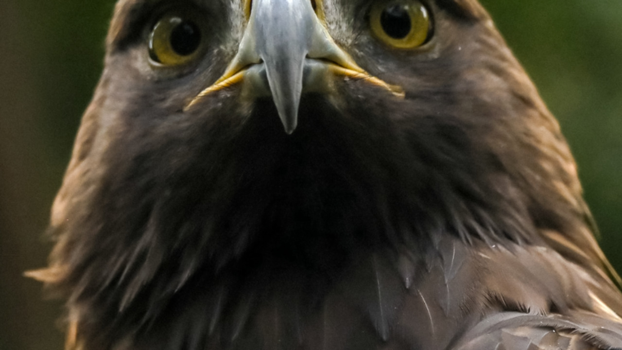 Golden eagle