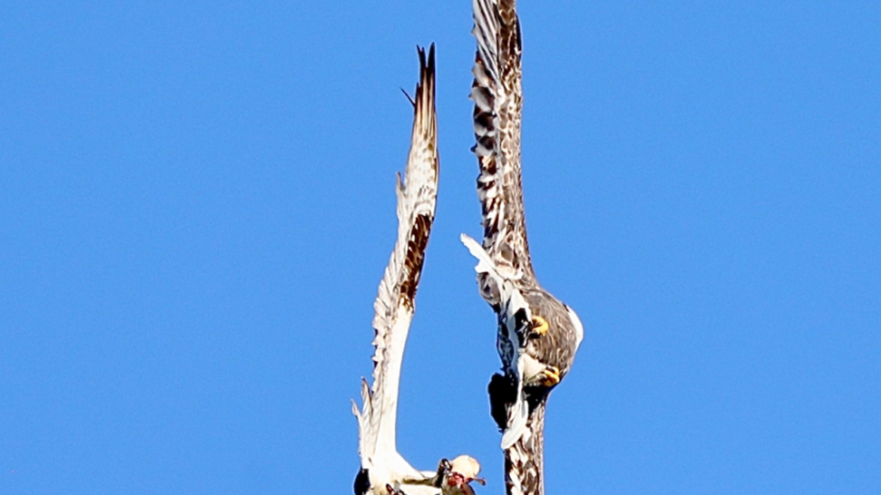 Bald eagle and osprey 