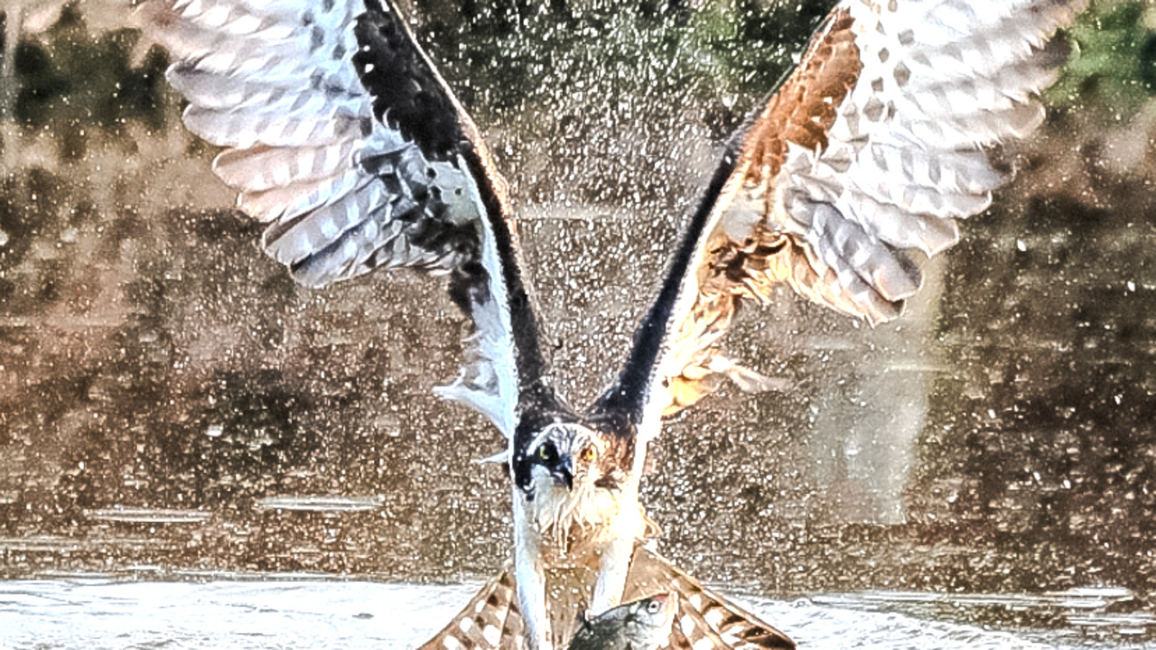 Osprey fishing 