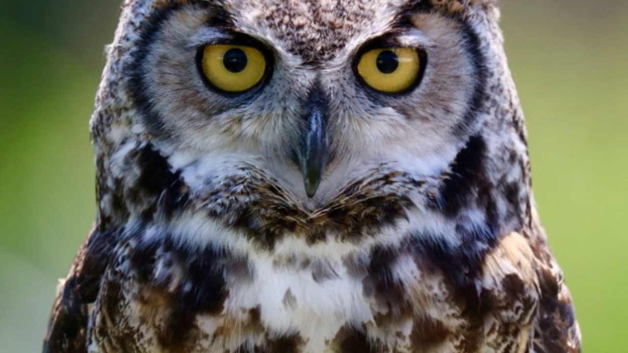 Great horned owl