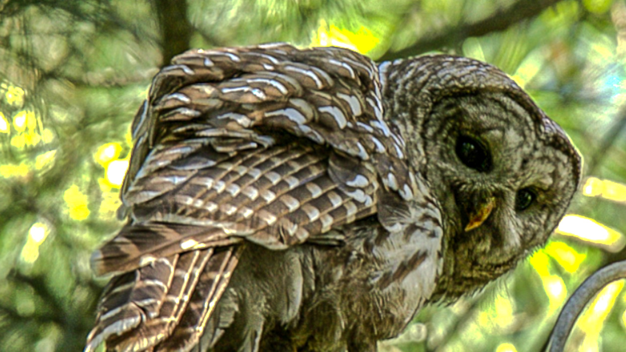 Barred owl