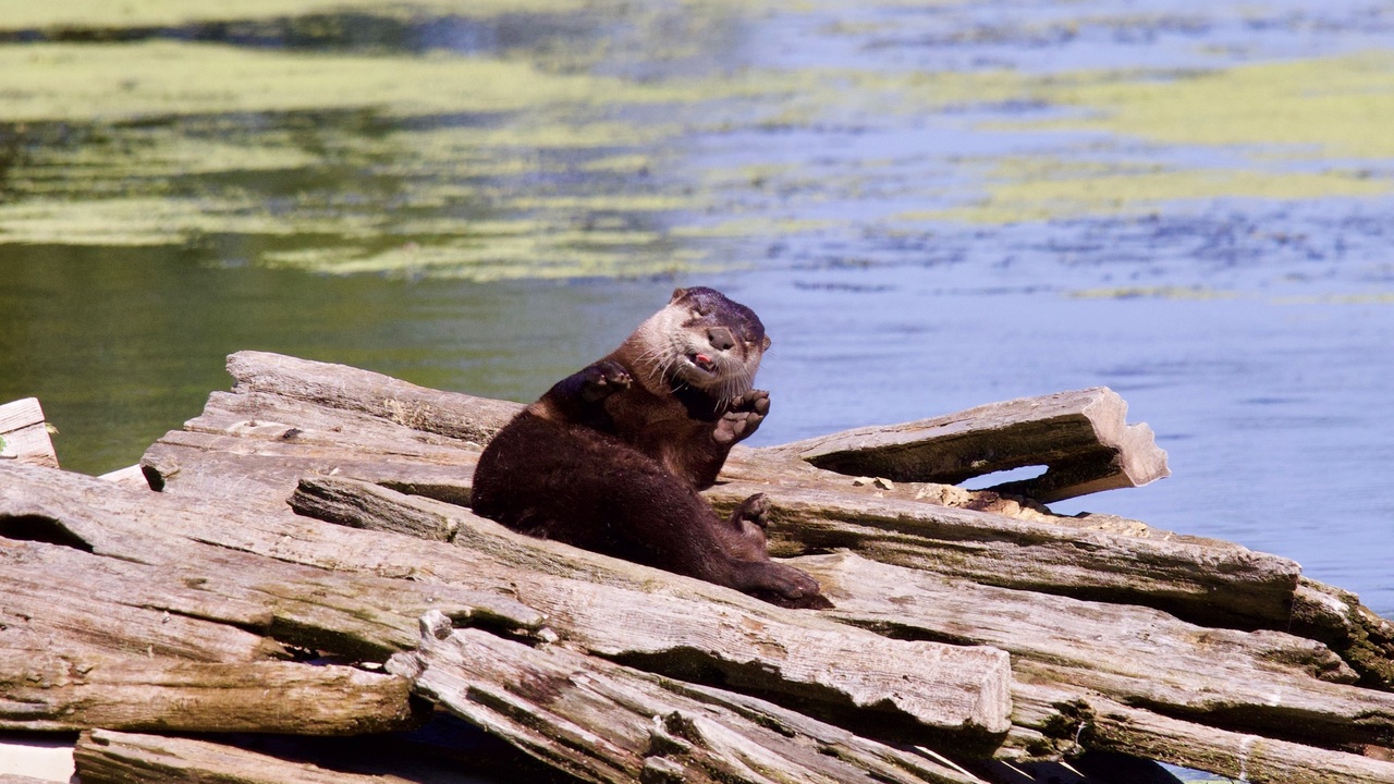 River otter