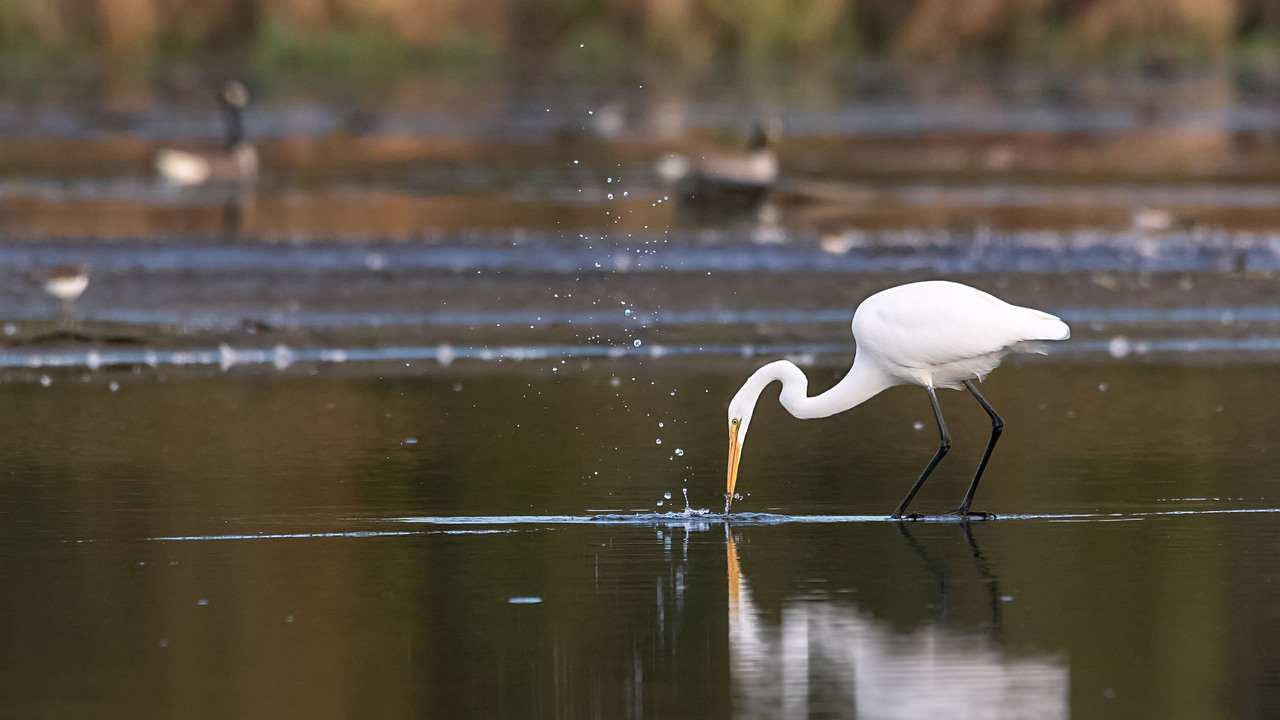 Great Egret
