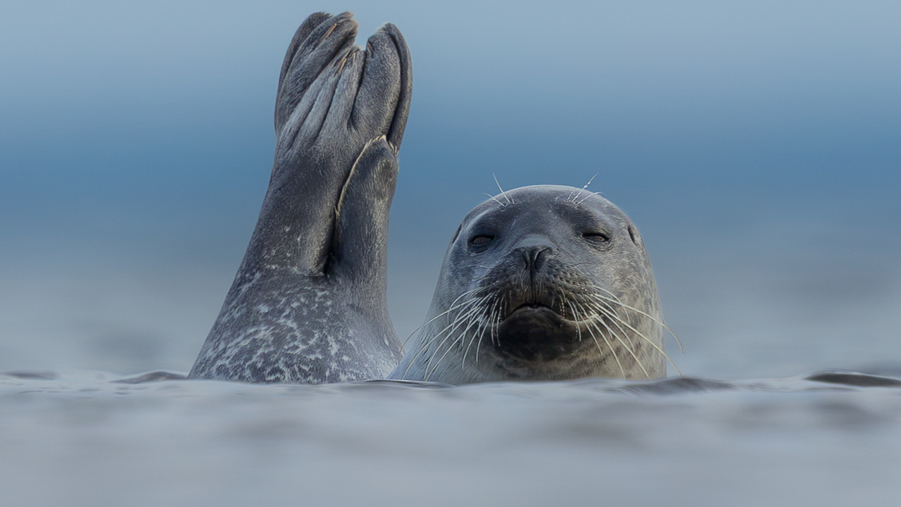 Sea puppy