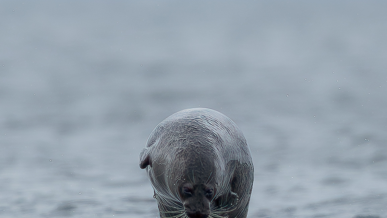 Harbor seal jumping out of the water!