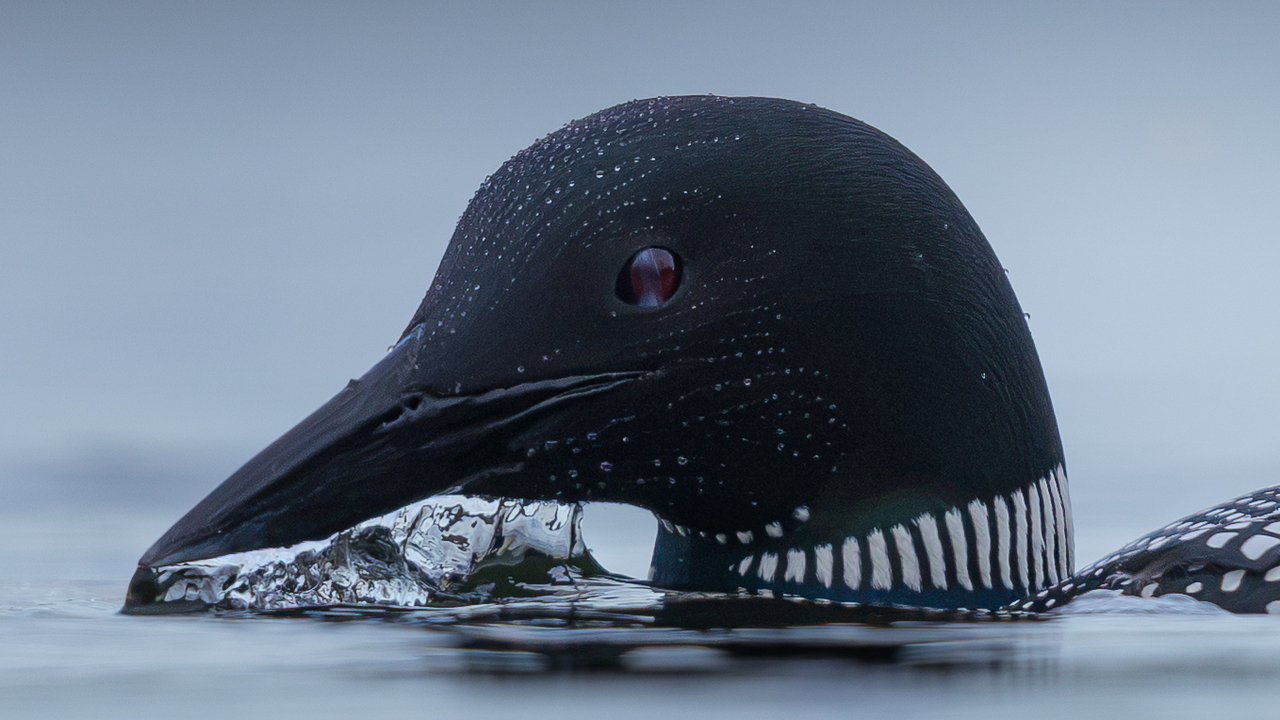 Loon surfacing long after sunset