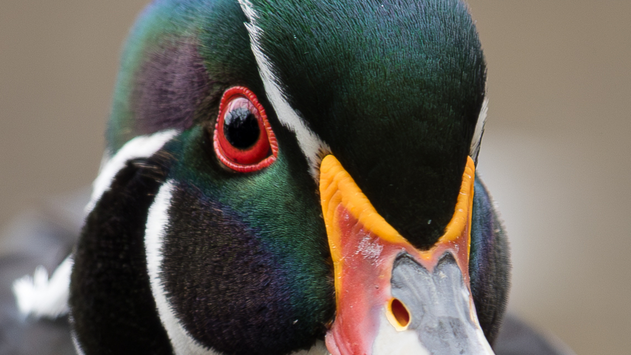 Portrait of a wood duck