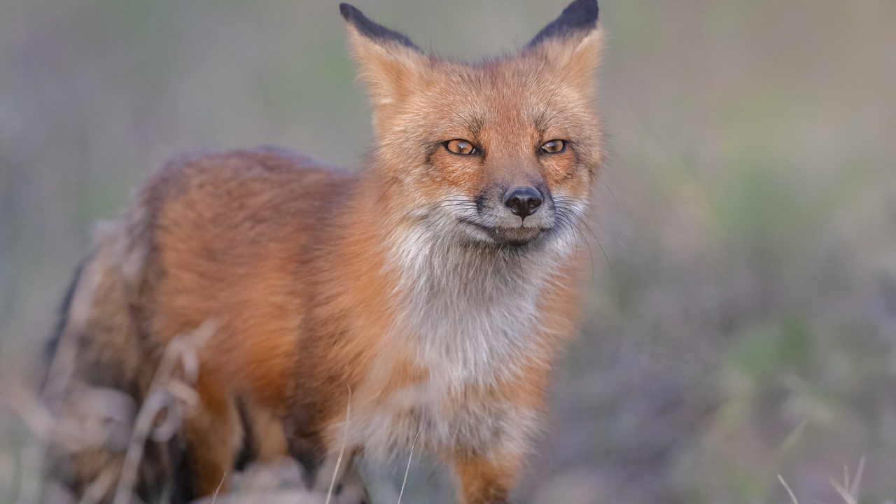 Fox en route for evening hunt