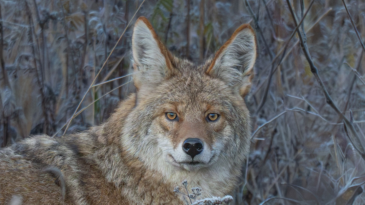 A brief encounter with a Coyote