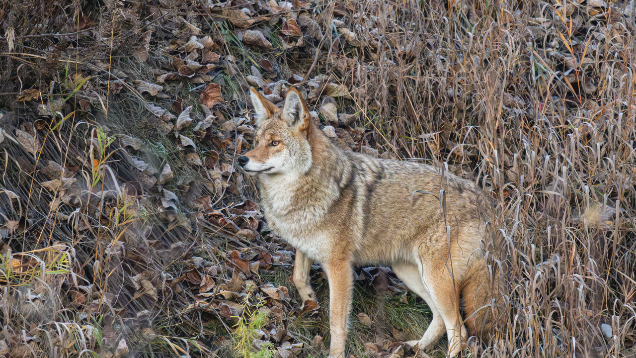 Side hill  Coyote