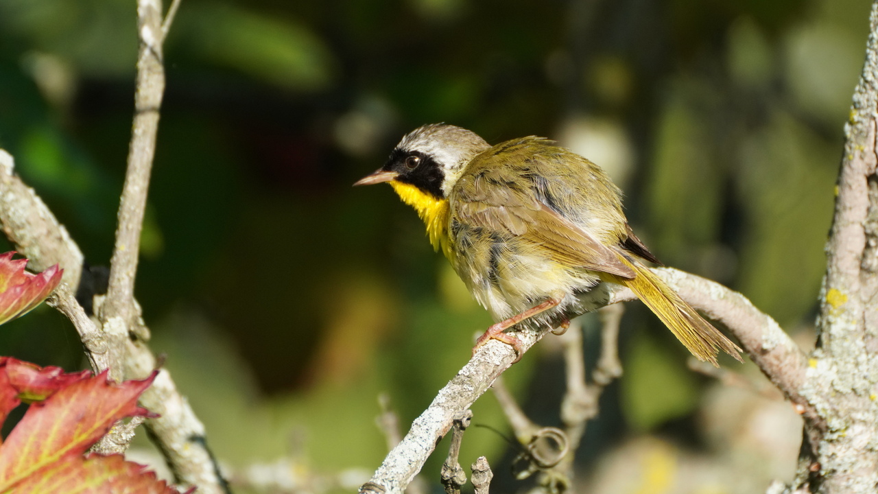 Common yellowthroat