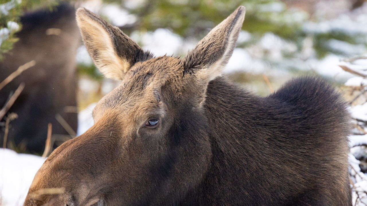 Moose