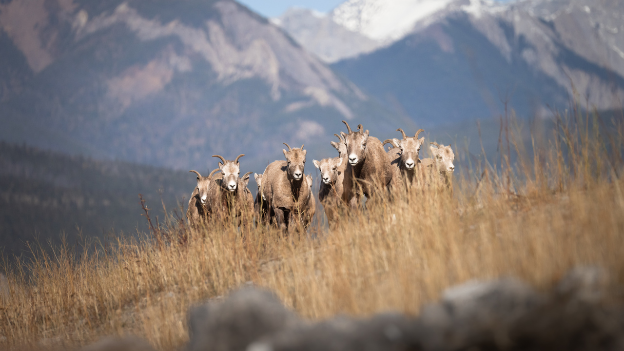 Big Horn Sheeps