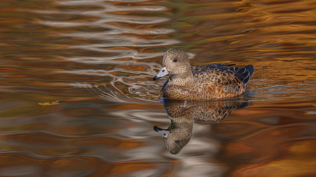 Birch Tree and Autumn Wildlife Reflection