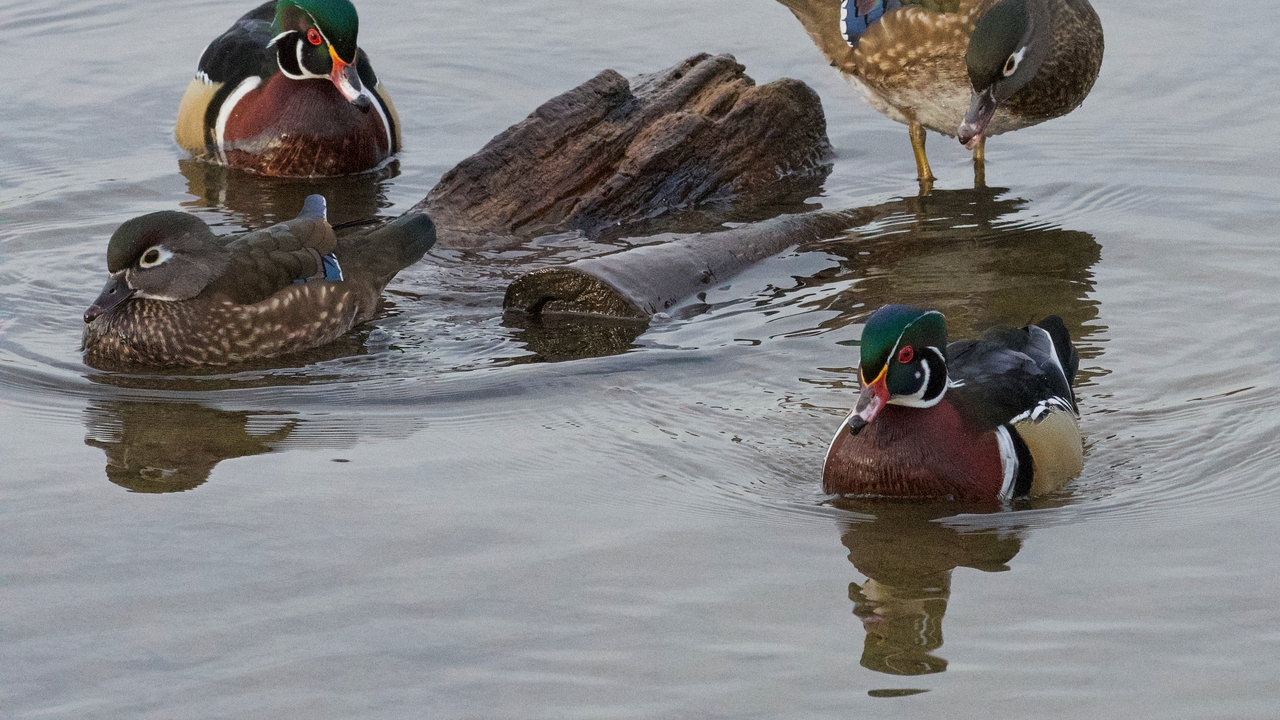 Wood Duck Quartet