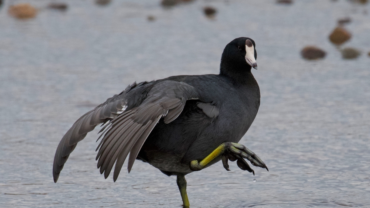 American Coot