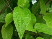Wet leaves