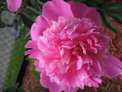 Flowers already bloomed