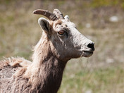 Canmore May 2012 794_edited-1.jpg