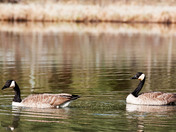 Canmore May 2012 478_edited-1.jpg