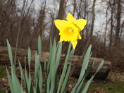 April Daffodil