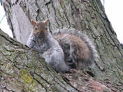 Grey Squirrel.JPG