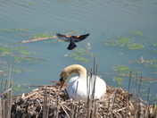 Redwing Black Bird attacking nest