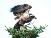 Baby Eagle.jpg