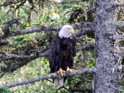 Blackbrook Eagle.jpg