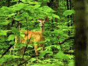A Deer in Awenda Provincial Park