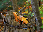 Muskoka Fall Farm Post