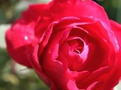 A little sprinkle of water