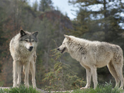 Gray wolves