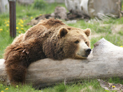 Sleepy grizzly bear