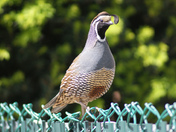 Ever watchful quail