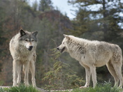 Gray Wolves